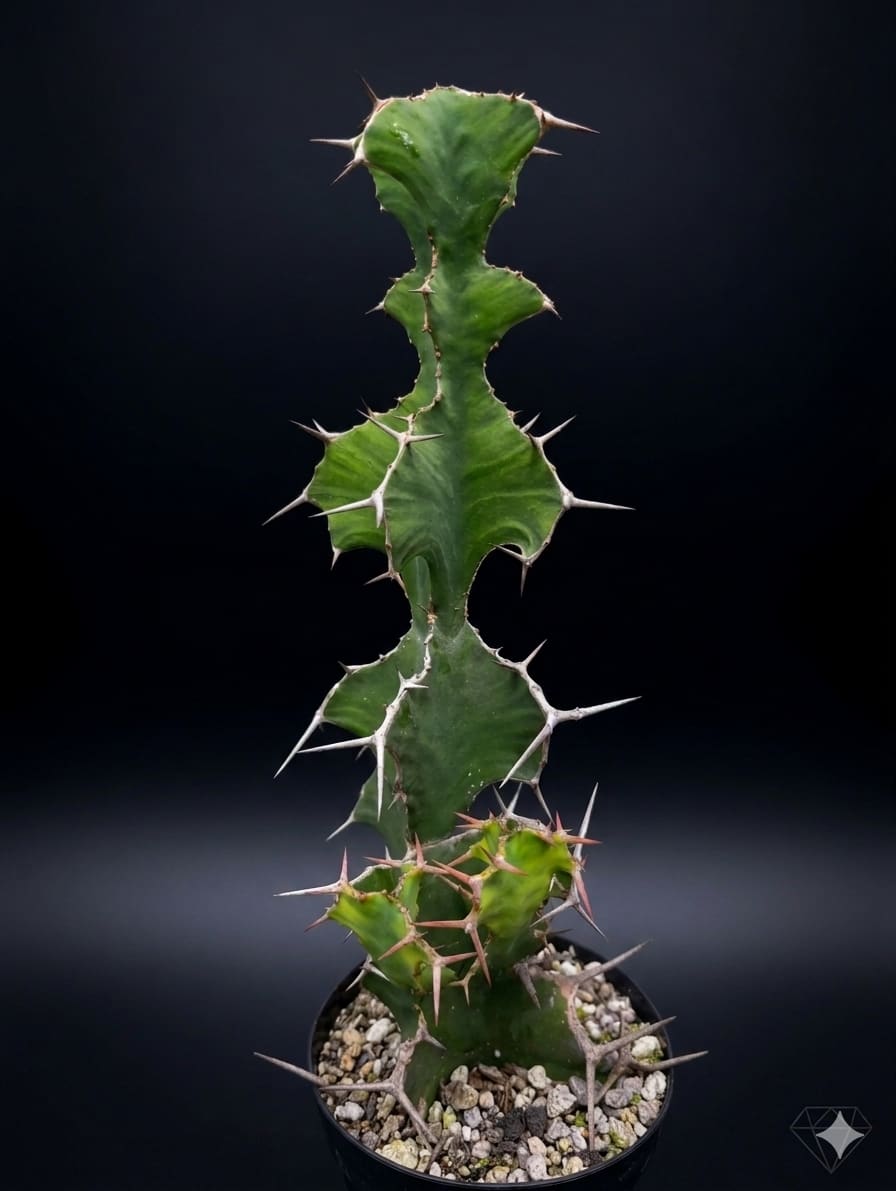 Euphorbia grandicornis