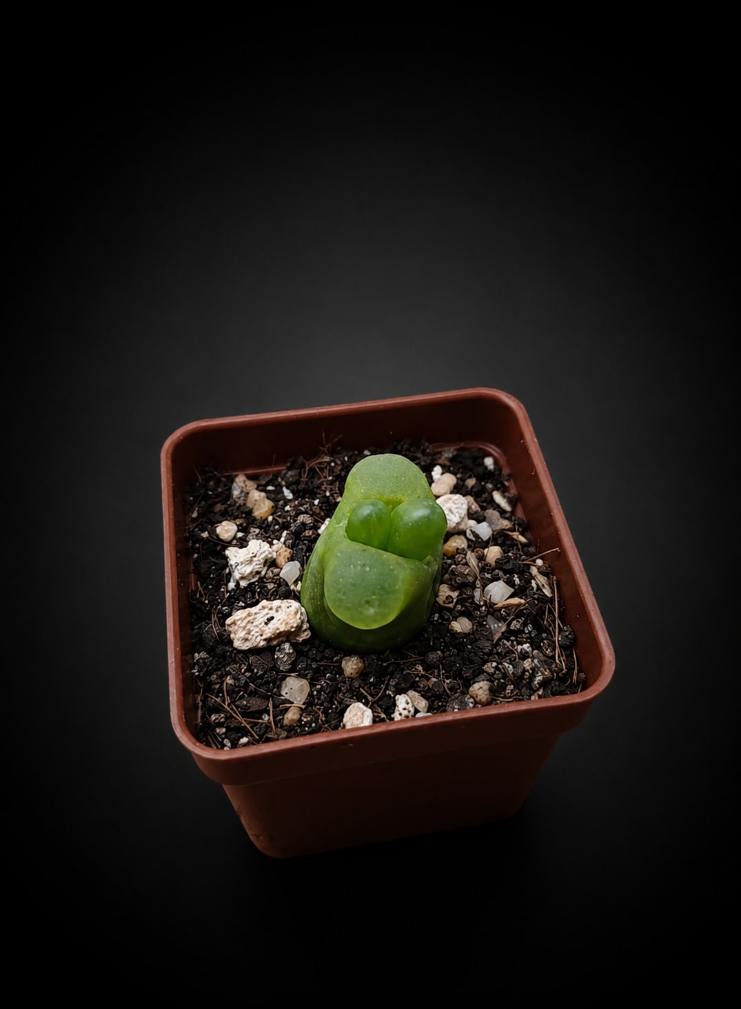 Conophytum maughanii