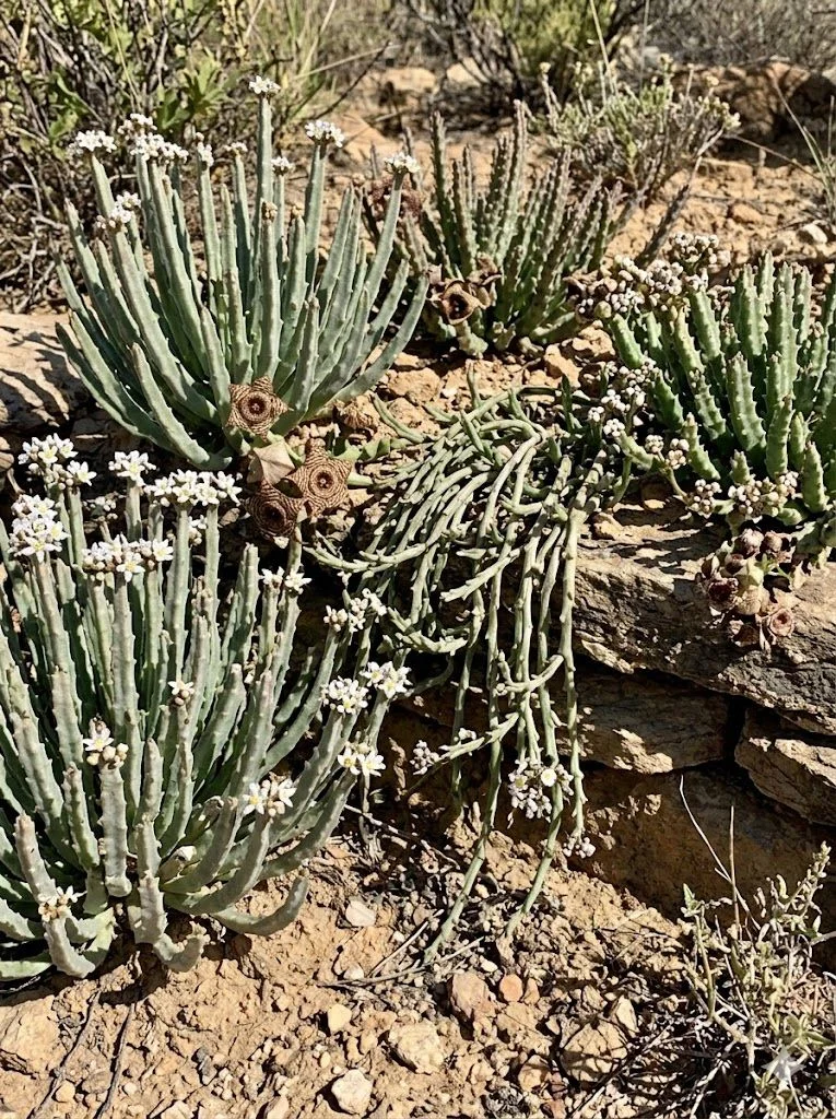 Apteranthes