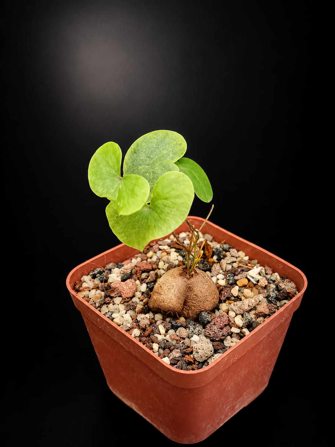 Dioscorea sylvatica