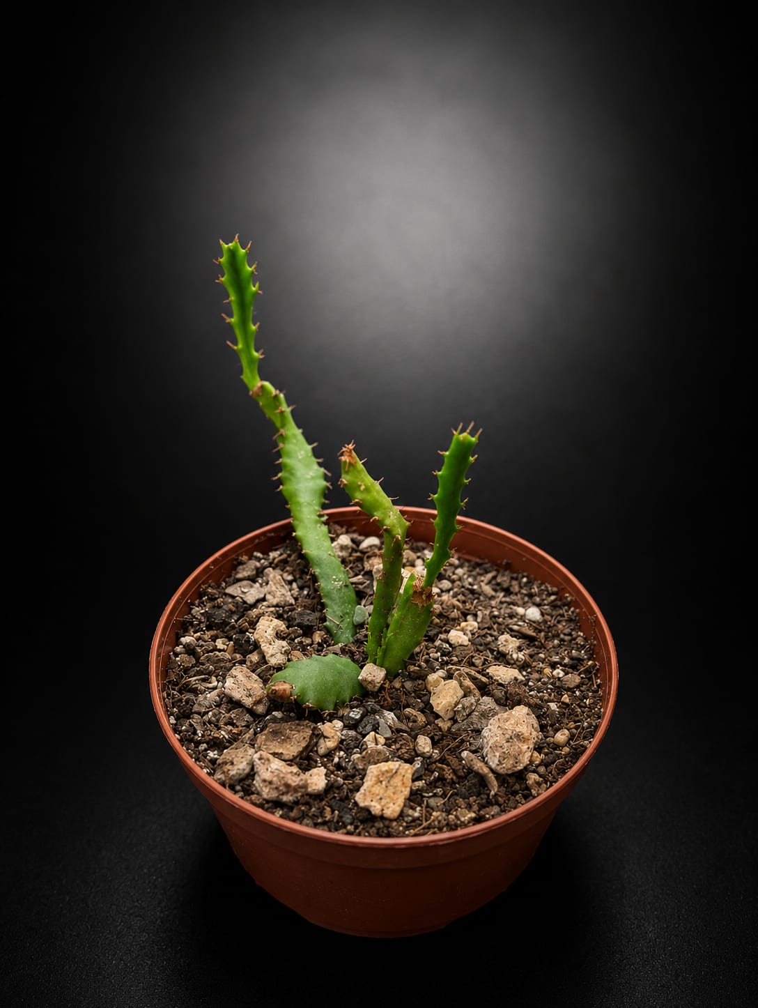 Euphorbia stellata
