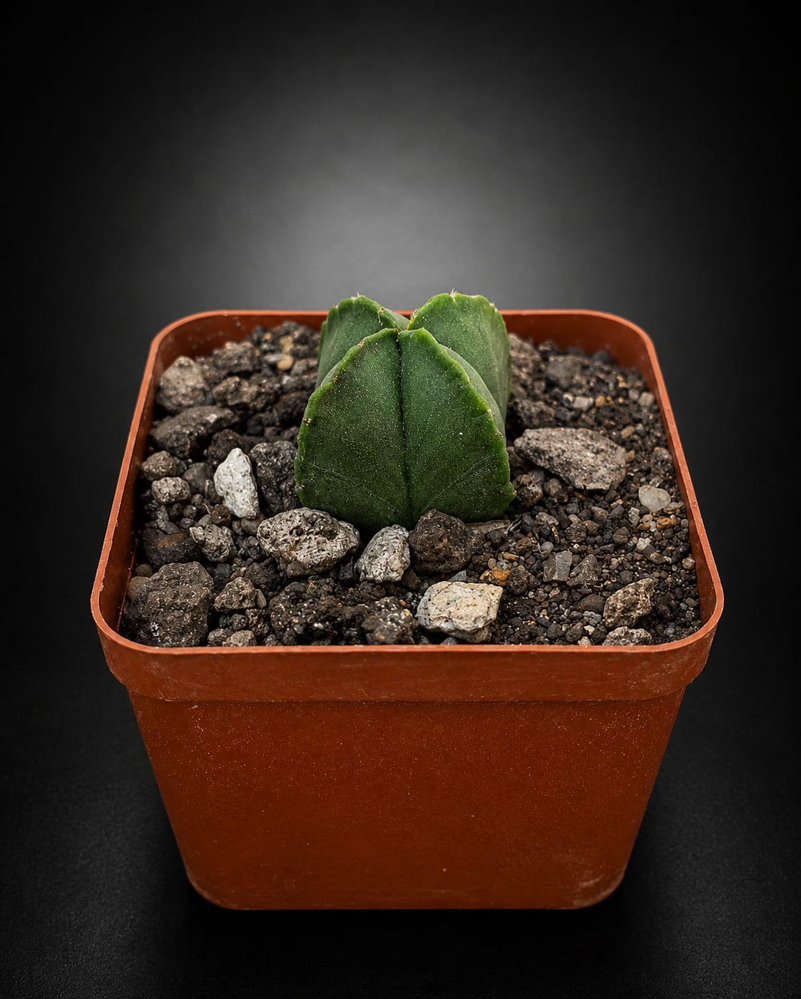 Astrophytum myriostigma