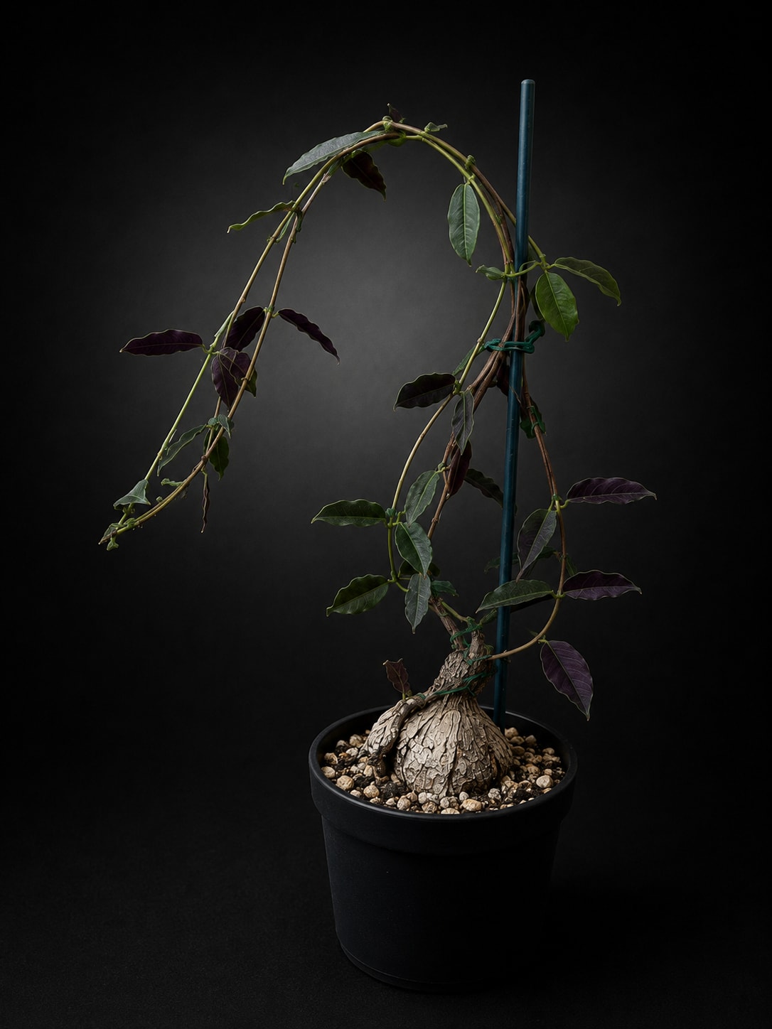 Petopentia natalensis