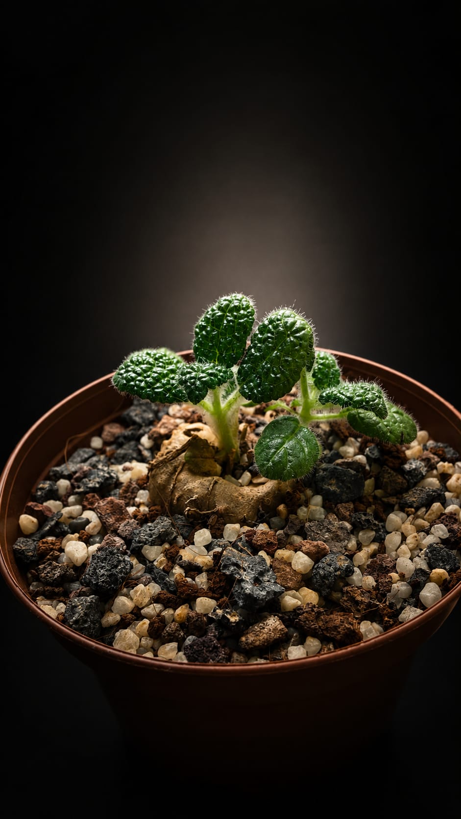 Sinningia bullata