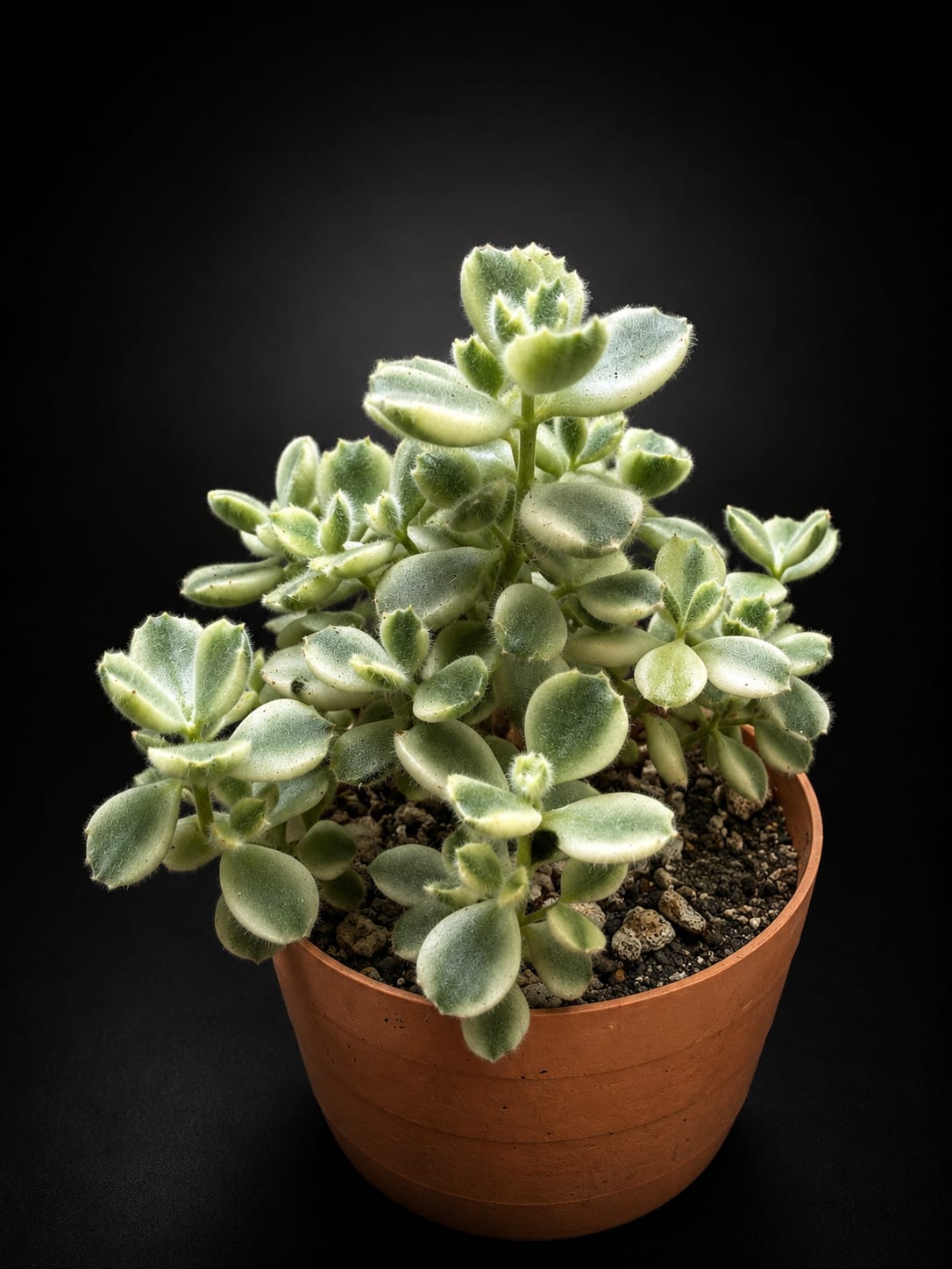 Cotyledon tomentosa