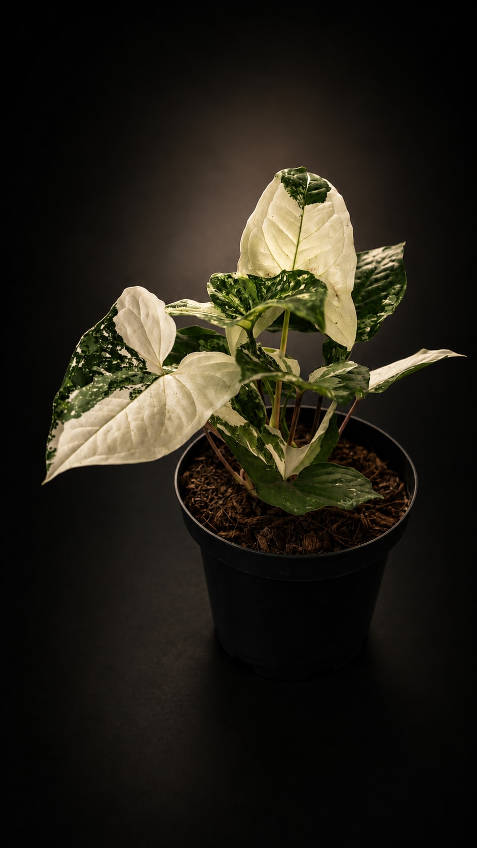 Syngonium podophyllum