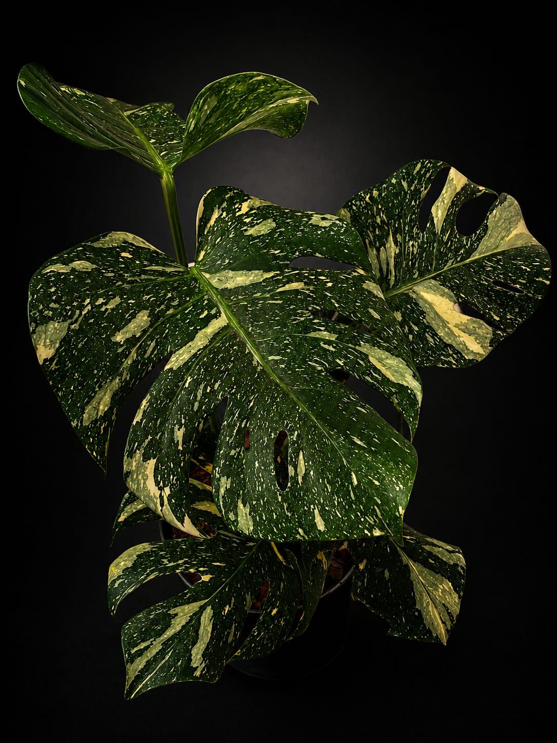 Monstera deliciosa