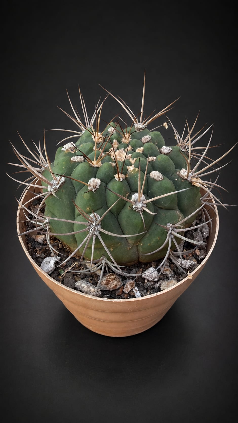Gymnocalycium pflanzii