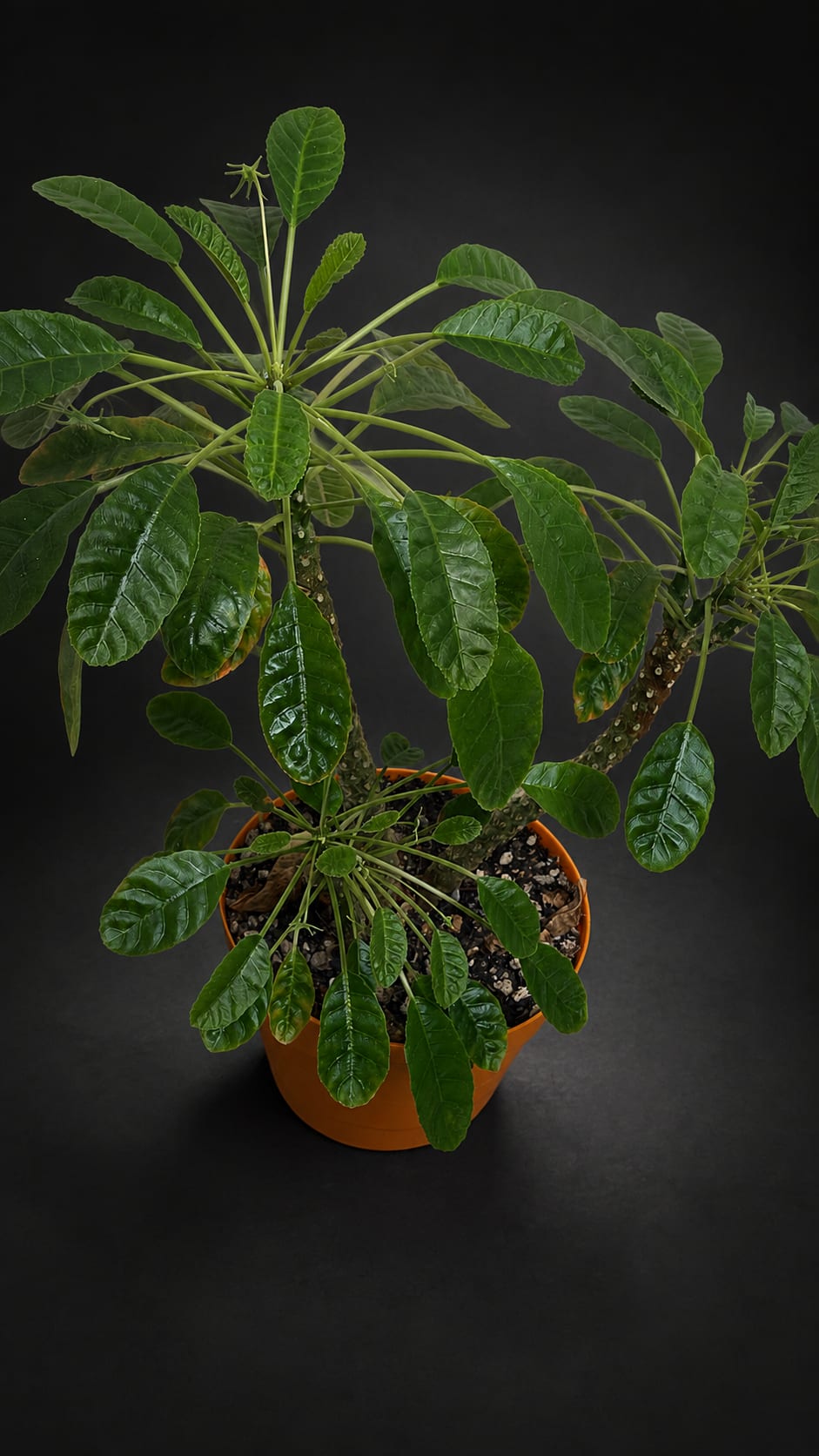 Dorstenia foetida