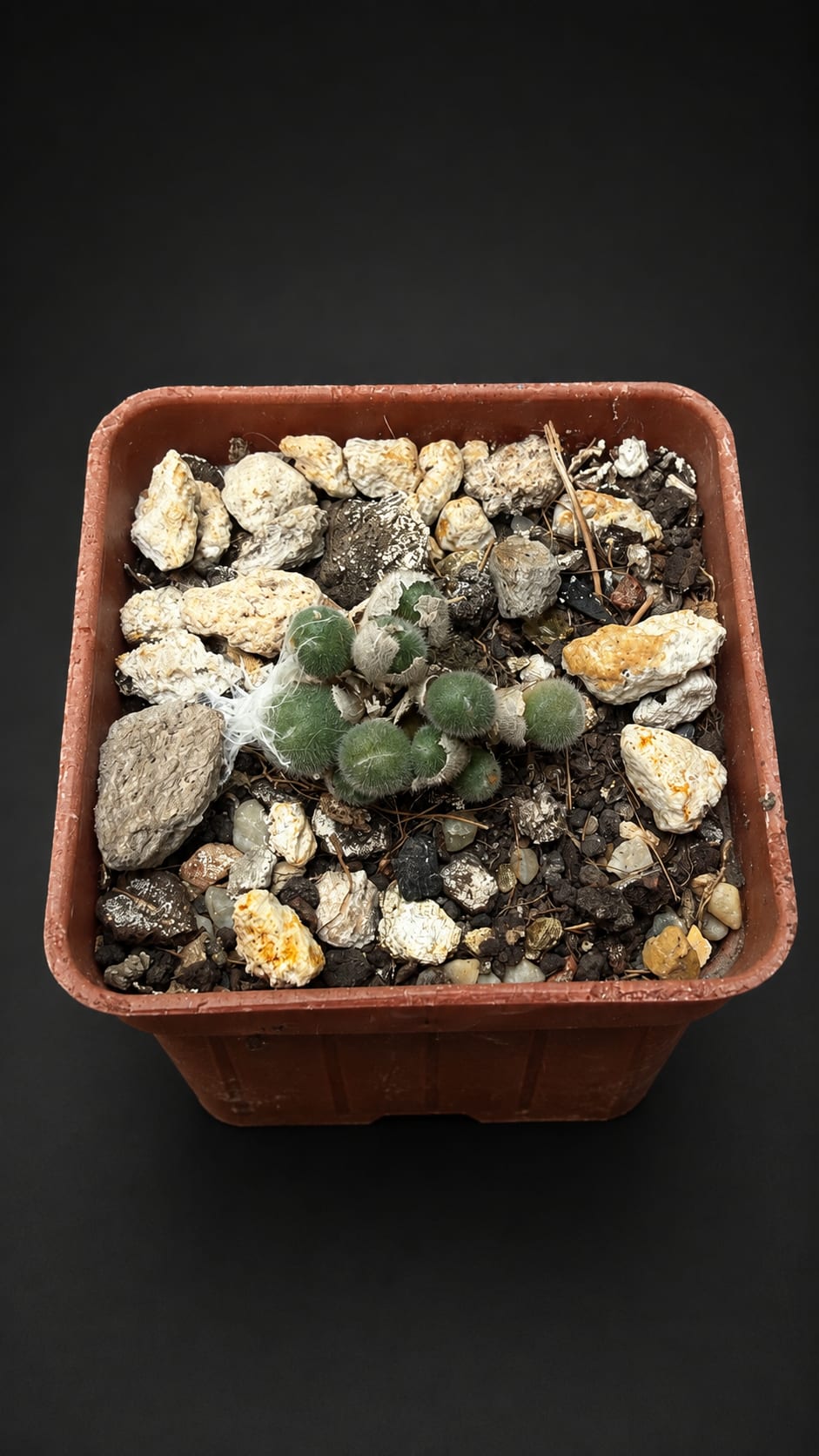 Conophytum stephanii
