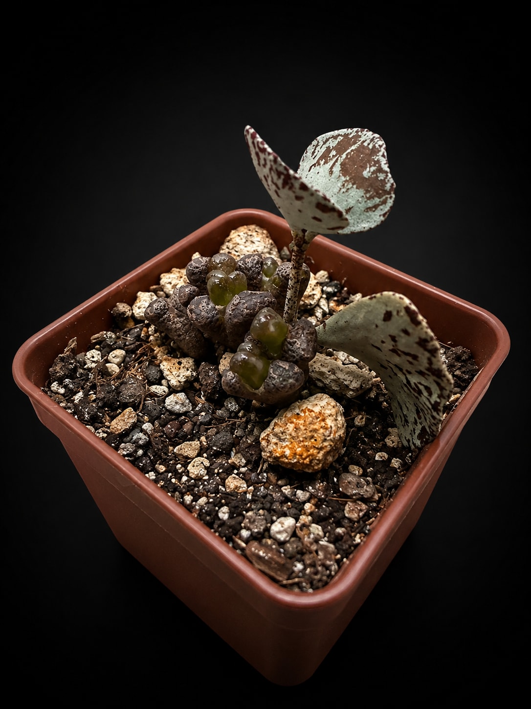 Conophytum Pellucidum