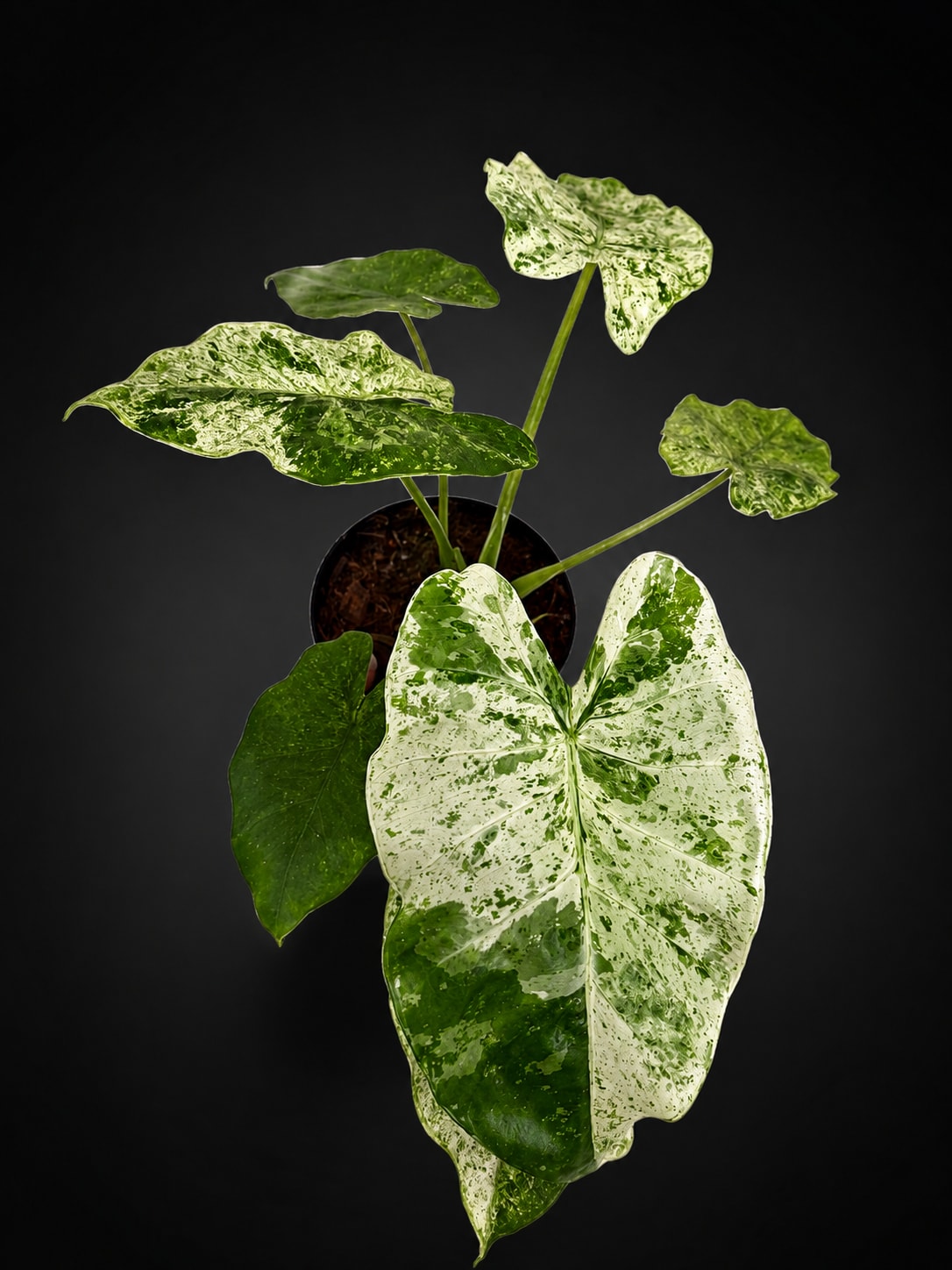 Alocasia odora