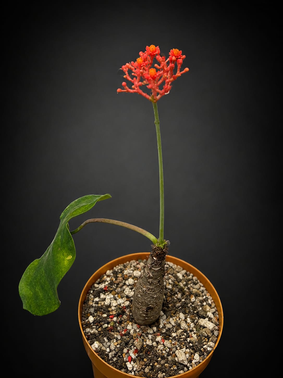 Jatropha podagrica