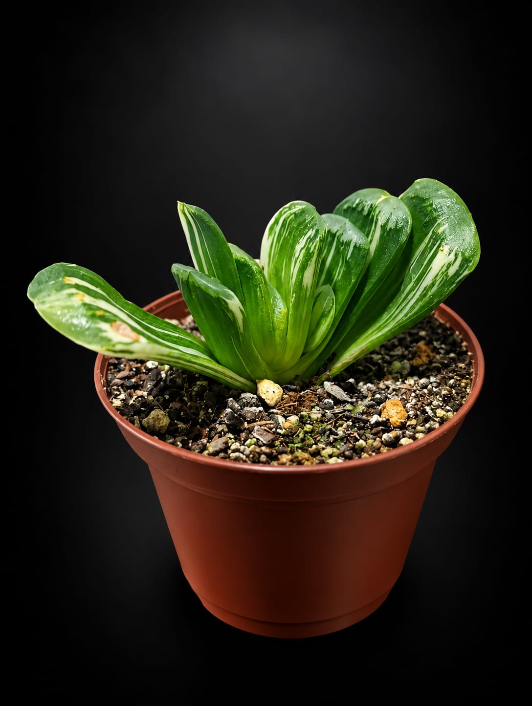 Haworthia Truncata Variegata