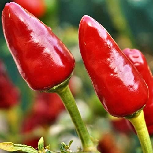 Vue 5 de Piment Rouge Chao Tian