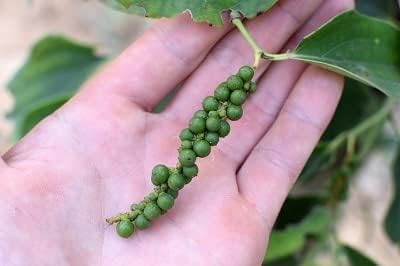 Vue 4 de Chabiothe Poivre Noir De