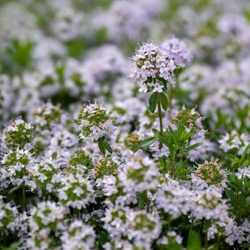 Vue 4 de Sarriette Séchée Herbes Méditerranéennes