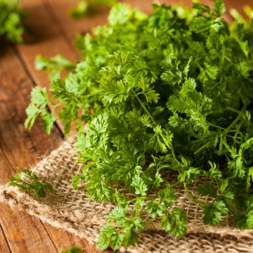 Vue 5 de Cerfeuil Bio Herbes Aromatiques