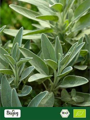 Vue 7 de Tisane Sauge Bio Feuilles