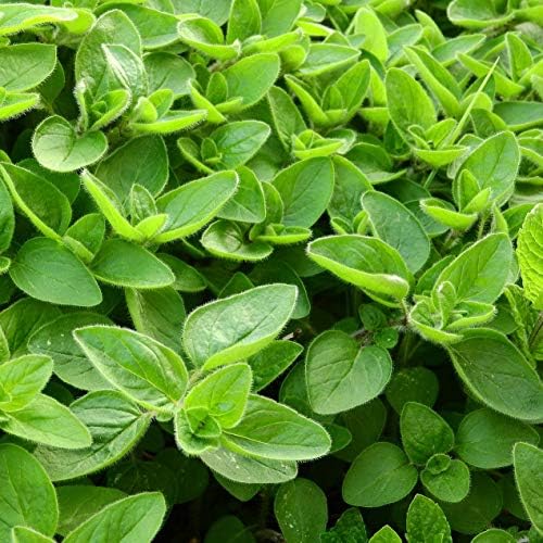 Vue 6 de Marjolaine Séchée Culinaire Naturelle