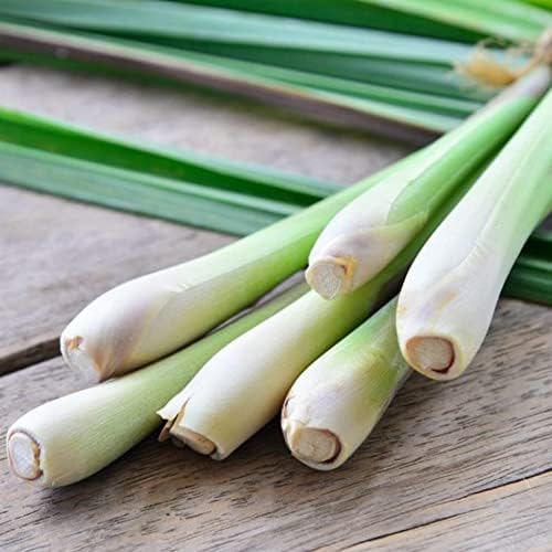 Vue 5 de Citronnelle Feuilles Infusion Bio