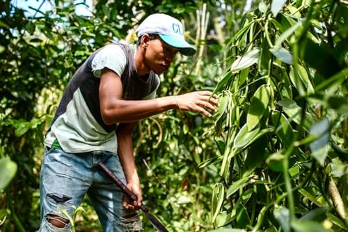 Vue 4 de Gousses De Vanille Bourbon