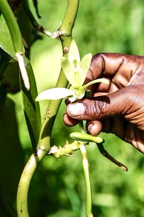 Vue 5 de Gousses De Vanille Bourbon