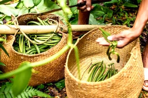 Vue 6 de Gousses De Vanille Bourbon