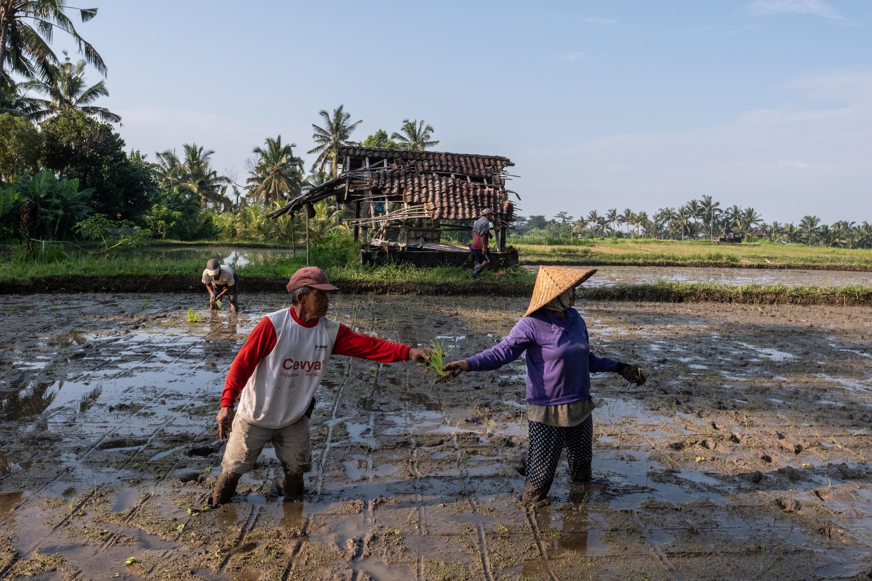 Two local farmers working together in the rice paddies of Bali, surrounded by lush greenery, with a traditional Balinese hut in the background.