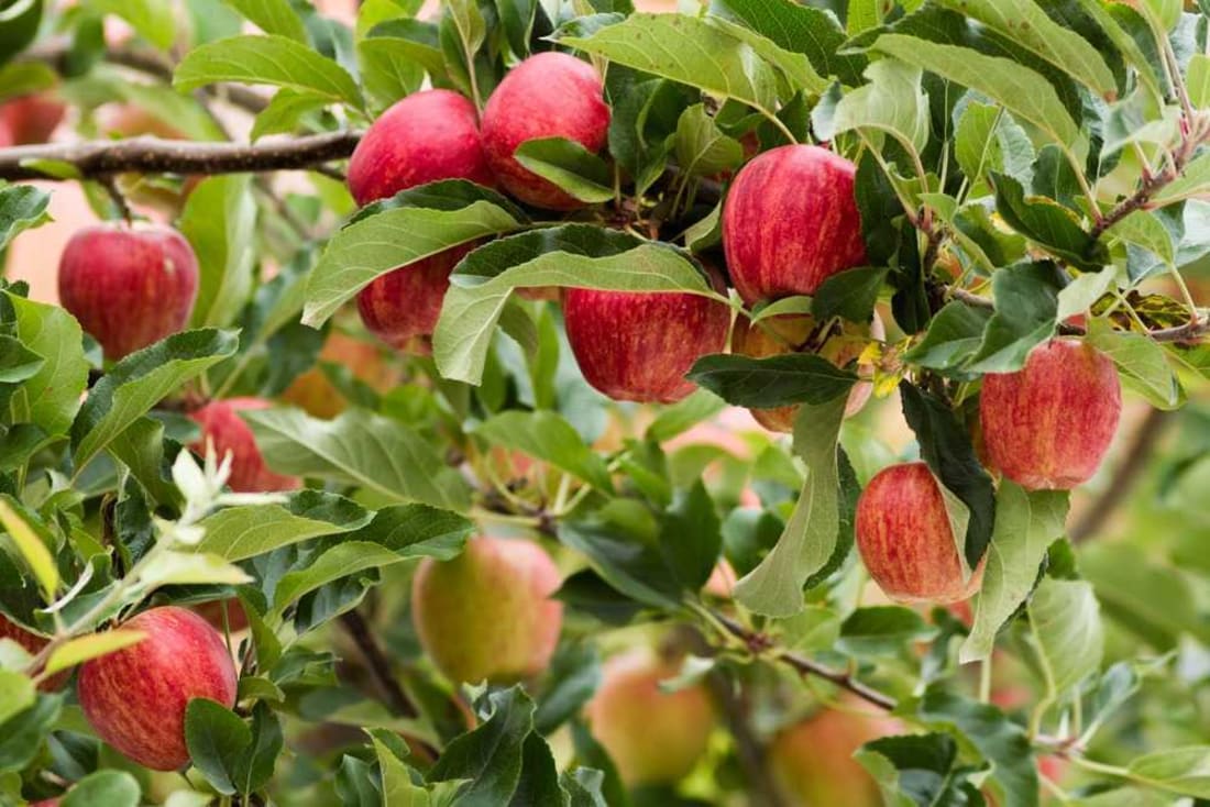 Fresh apples