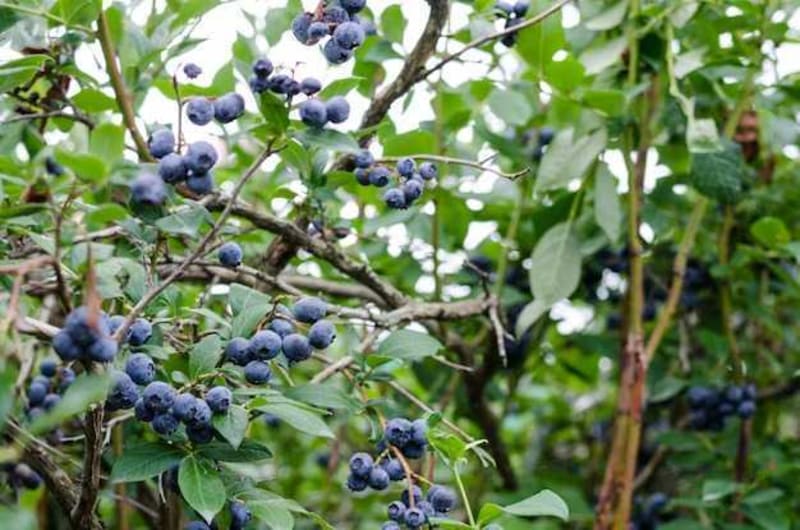 Fresh berries
