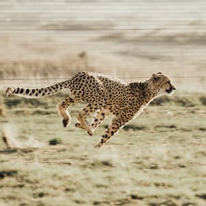 running cheetah