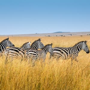 zebras in yellow grass
