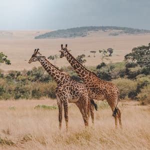 two giraffes