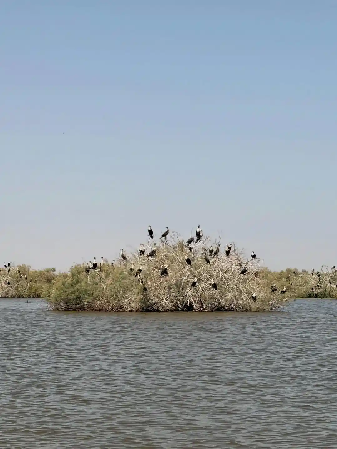 Saint-Louis + Parc du Djoudj — 2 Jours au Nord du Sénégal - Saint-Louis