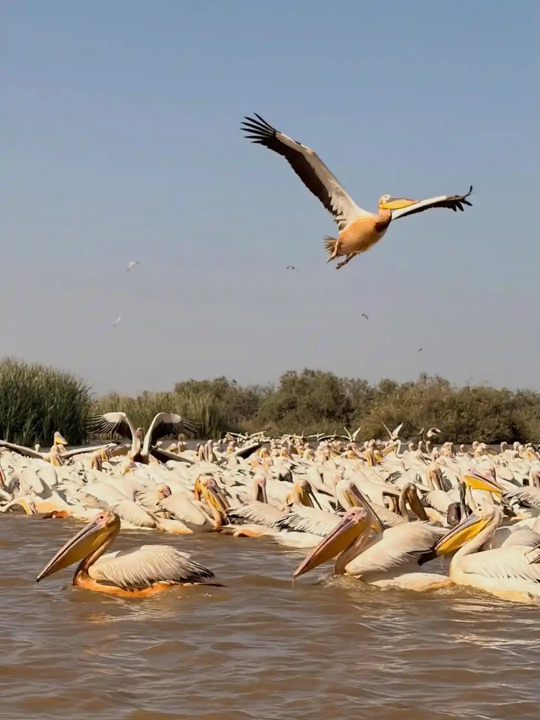 Saint-Louis + Parc du Djoudj — 2 Jours au Nord du Sénégal - Saint-Louis
