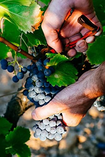 Vue 5 de Raymond Huet Saintemilion Grand