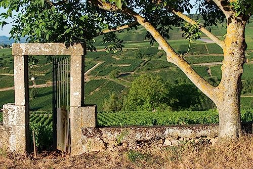 Vue 3 de Moillard Chablis Chardonnay Grand