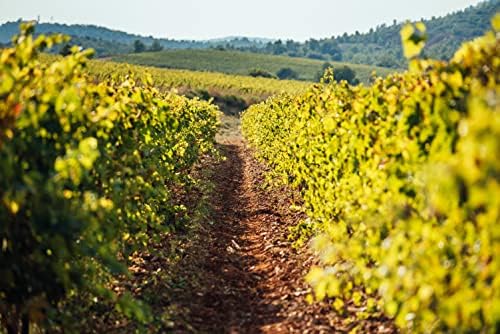 Vue 5 de Alexander Steinbach Vin Blanc