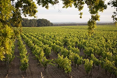 Vue 4 de Plessis Duval Aop Muscadet