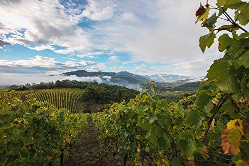 Vue 5 de Cave De Turckheim Riesling