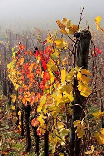 Vue 6 de Cave De Turckheim Riesling