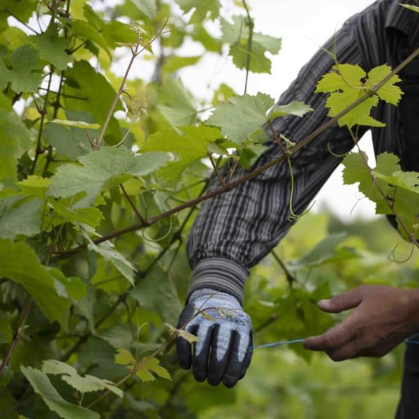 Vue 5 de Arthur Metz Cremant Dalsace