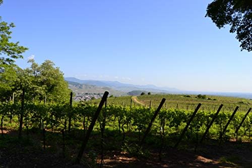 Vue 7 de Cave De Turckheim Riesling