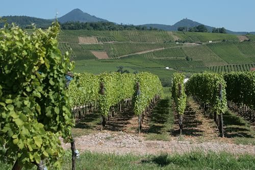 Vue 4 de Domaine Du Moulin De