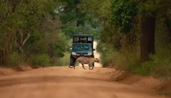Private taxi from Arugam Bay to Yala National Park