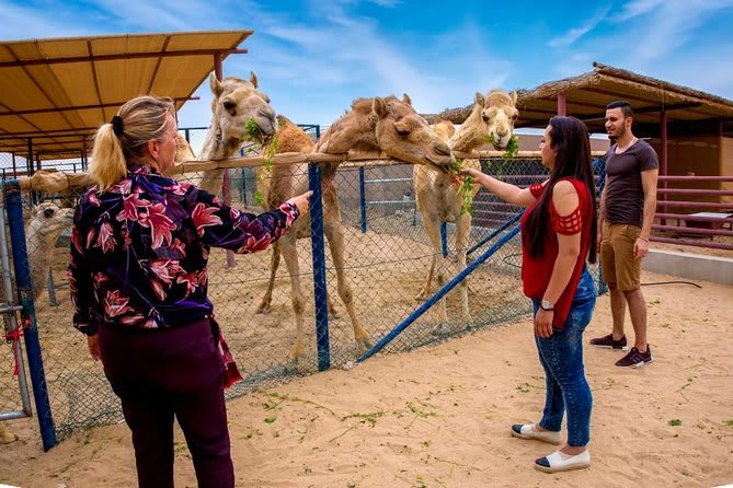 A visit to the iconic camel farm