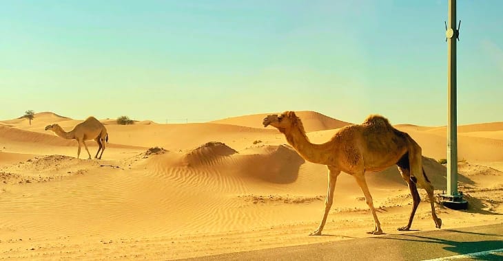 Morning Desert Safari in Abu Dhabi
