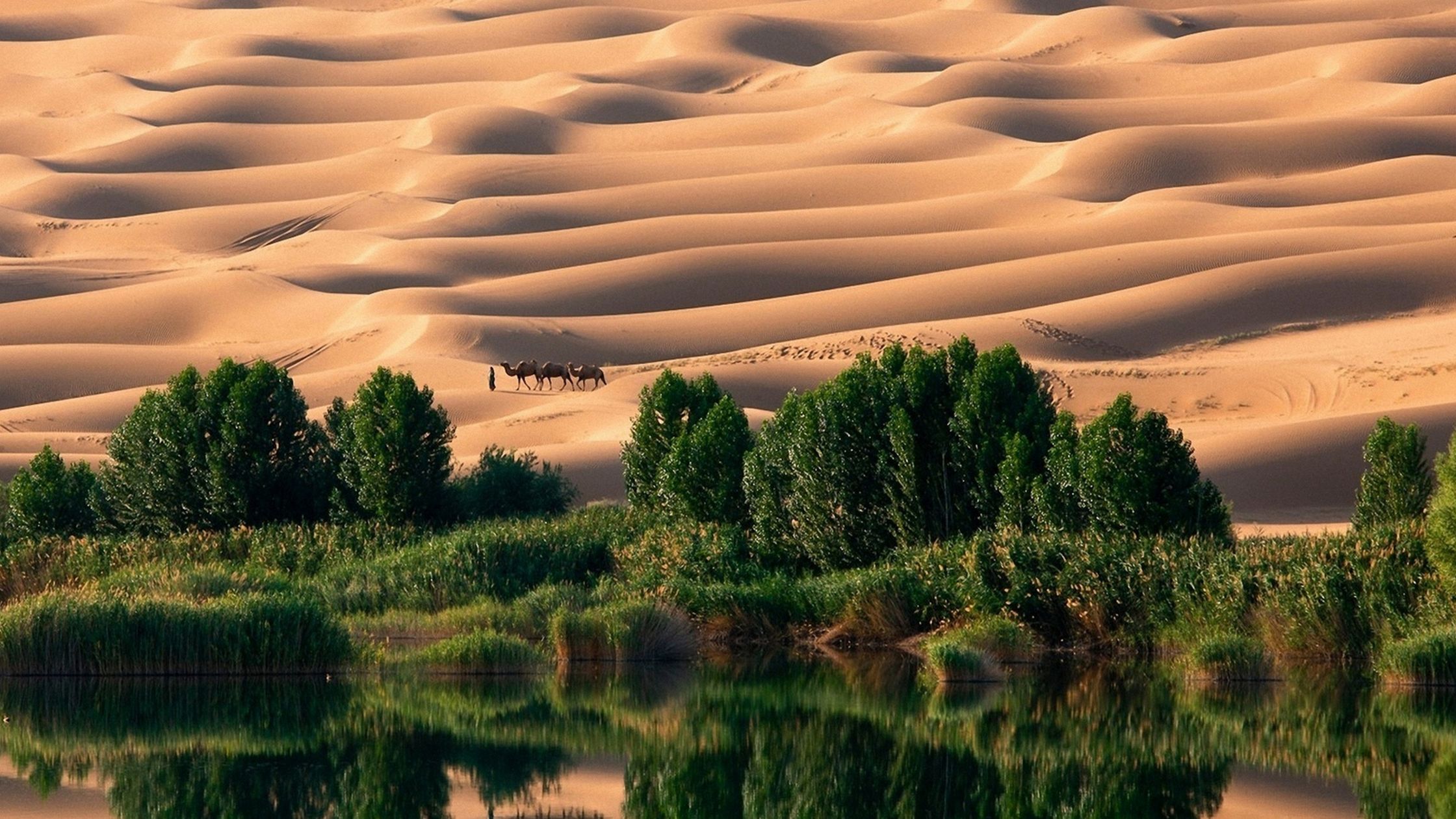 Liwa Crescent road winding through the dunes