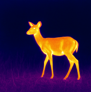 Thermal Search & Rescue / Wildlife Monitoring